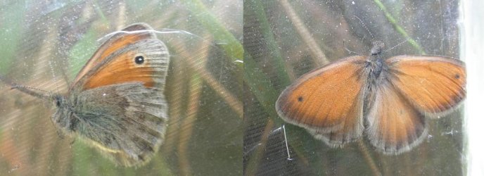 Papillon Coenonympha pamphilus Fressines 79 09092006 Guyonnet {JPEG}