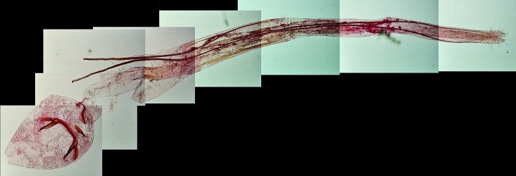 Pleurota pungitiella AC-13328 Lemoine Christian Ferrières les Verreries 30 08072018 {JPEG}