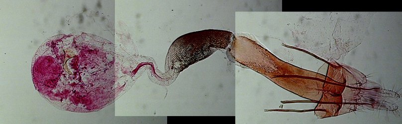 Coleophora lutipennella femelle AC-8185 {JPEG}
