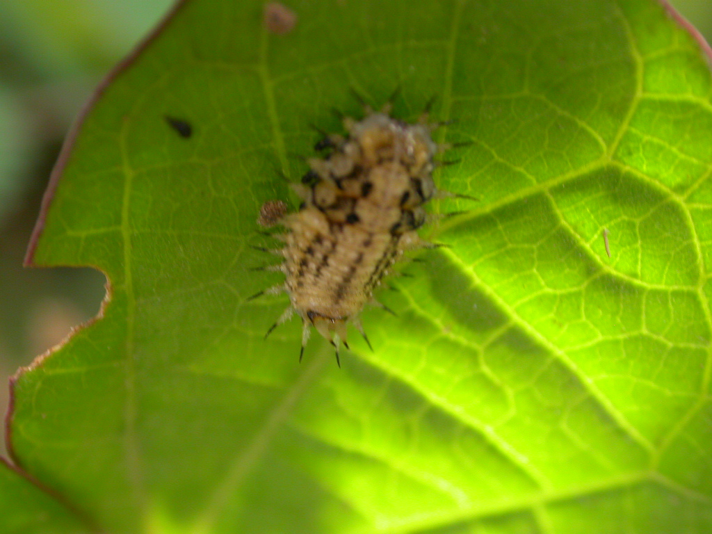 Limacodidae sp3 Guyonnet Antoine - Montabo (973) - 19/07/2008