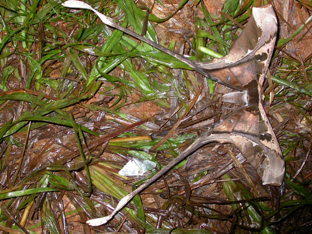 Copiopteryx semiramis semiramis Guyonnet Antoine - Camp Patawa (973) - 01/08/2008 