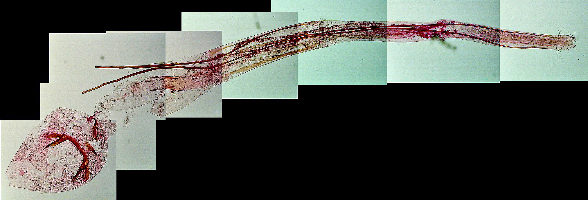 Pleurota pungitiella AC-13328 Lemoine Christian Ferrières les Verreries 30 08072018