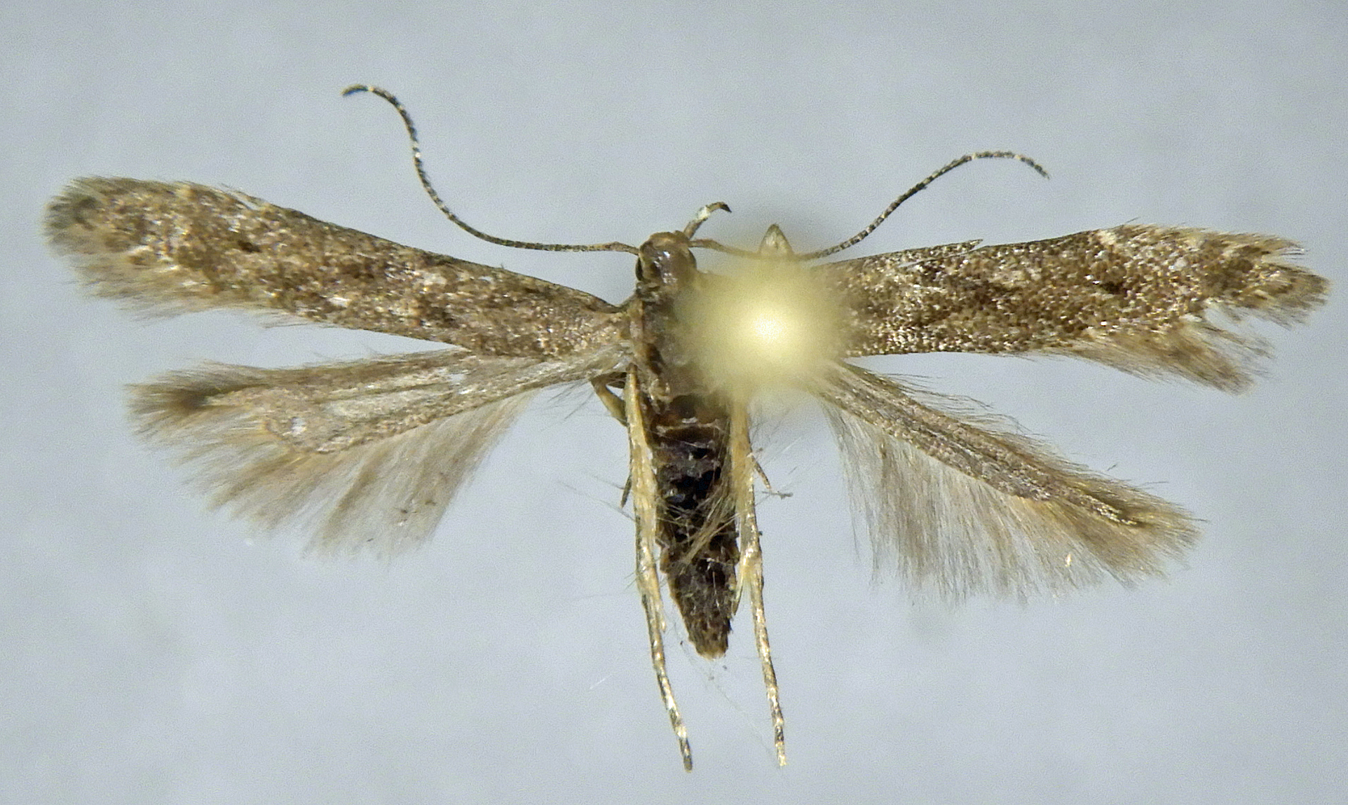 Monochroa hornigi femelle AG-330 Miteu Martine Genneton 09062021