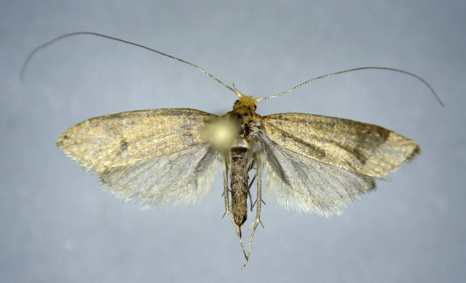 Nematopogon adansoniella femelle AG-336 Miteu Martine Genneton 79 17072021