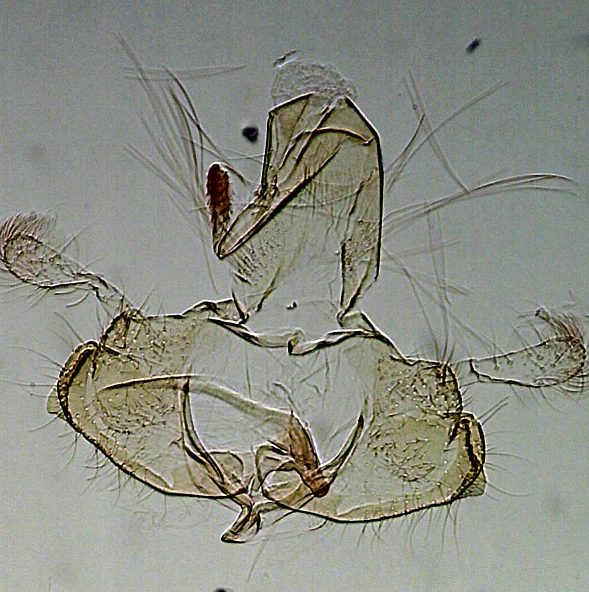 Coleophora zelleriella Guyonnet Antoine AC-11903 Prissé la Charrière 79 18062015