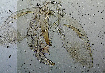 2625_701411_Cnaemidophorus rhododactylus mâle AC-10777
