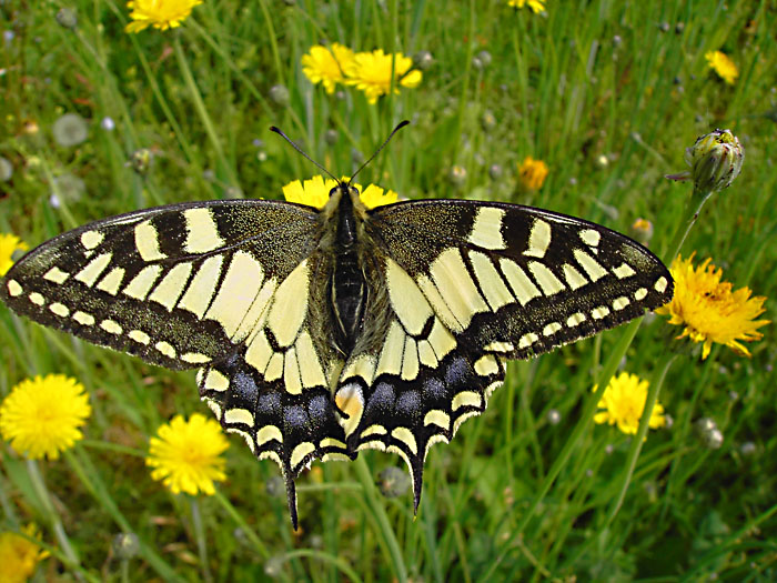 Papilio machaon Raymond Villatte Limoges 87 29042007