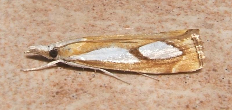 Catoptria pinella Blanc Josselyne Savas 07 19072007
