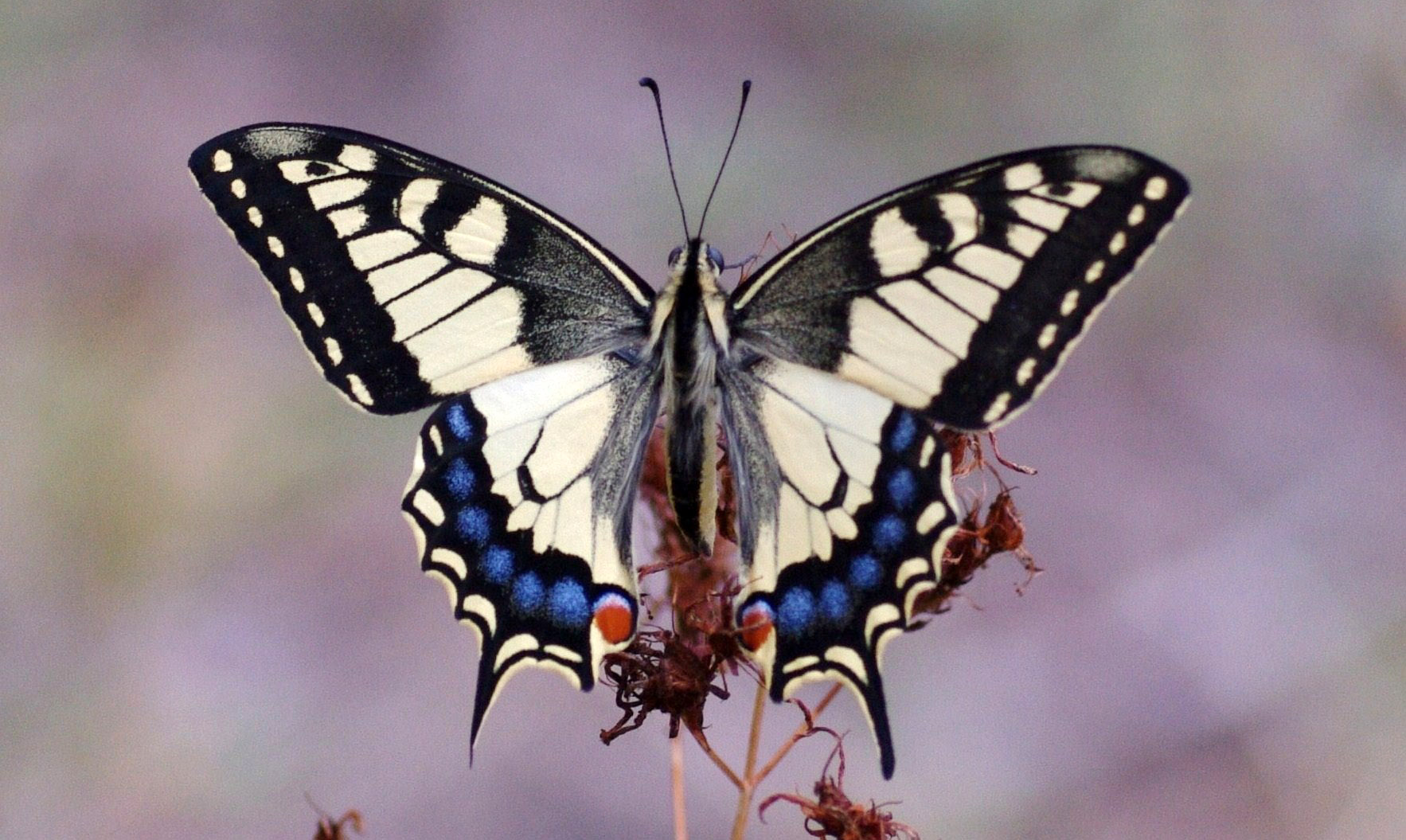 Papilio machaon Dereix Pascal Combiers 16 17082016