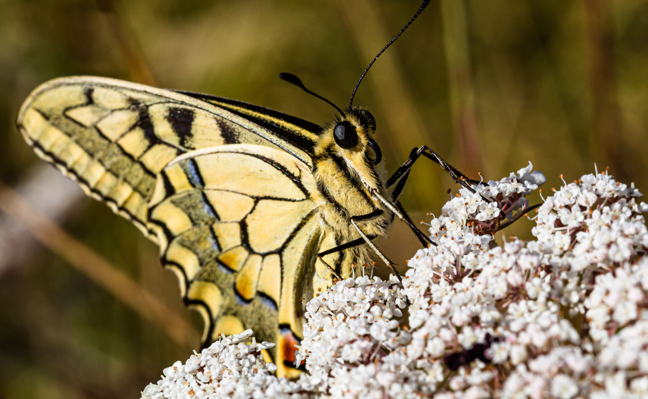 Papilio machaon Devoyon Stéphane Saint-Sornin 16 13082016