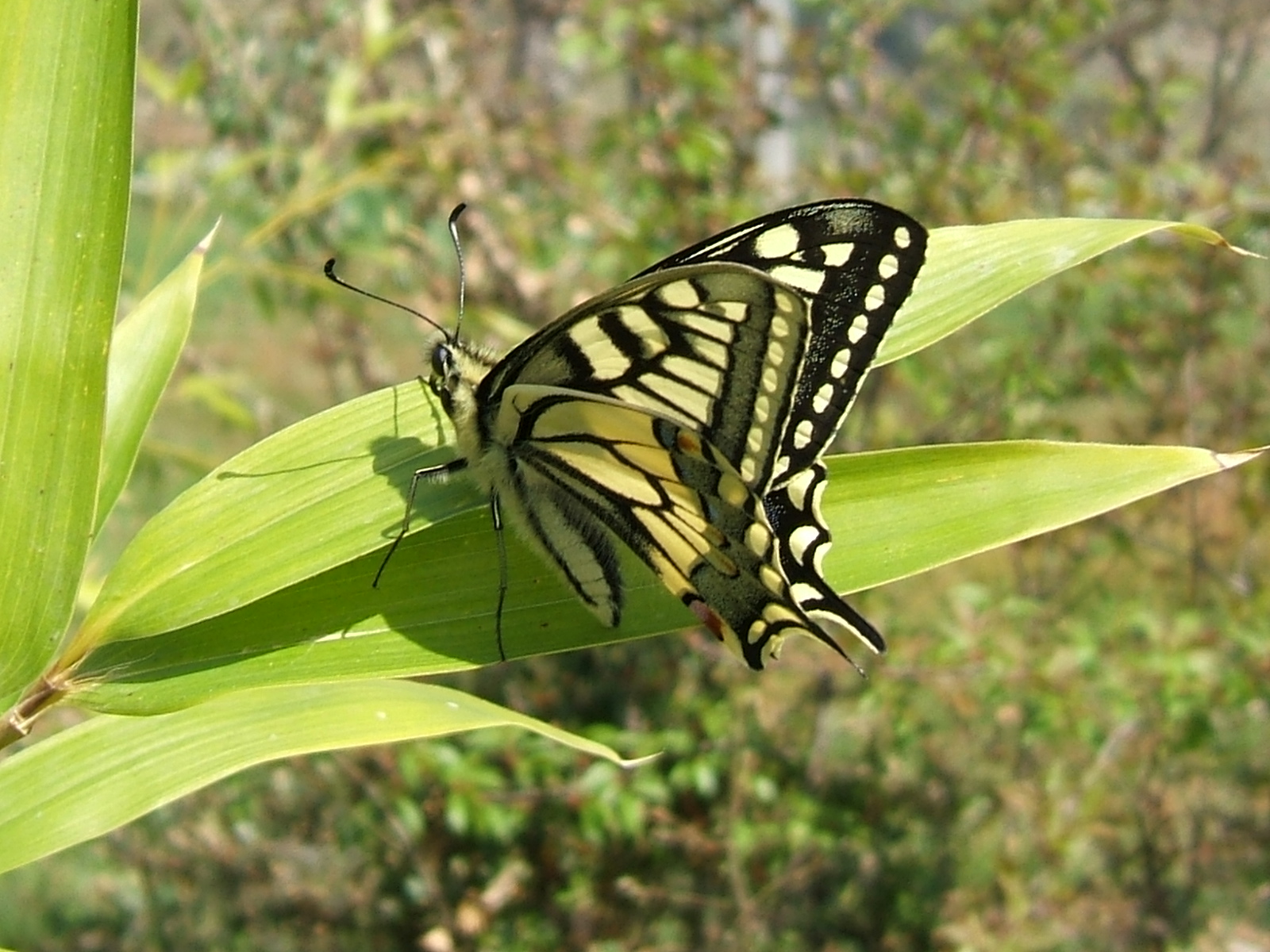 Papilio machaon Blanc Josselyne Savas 07 15042007
