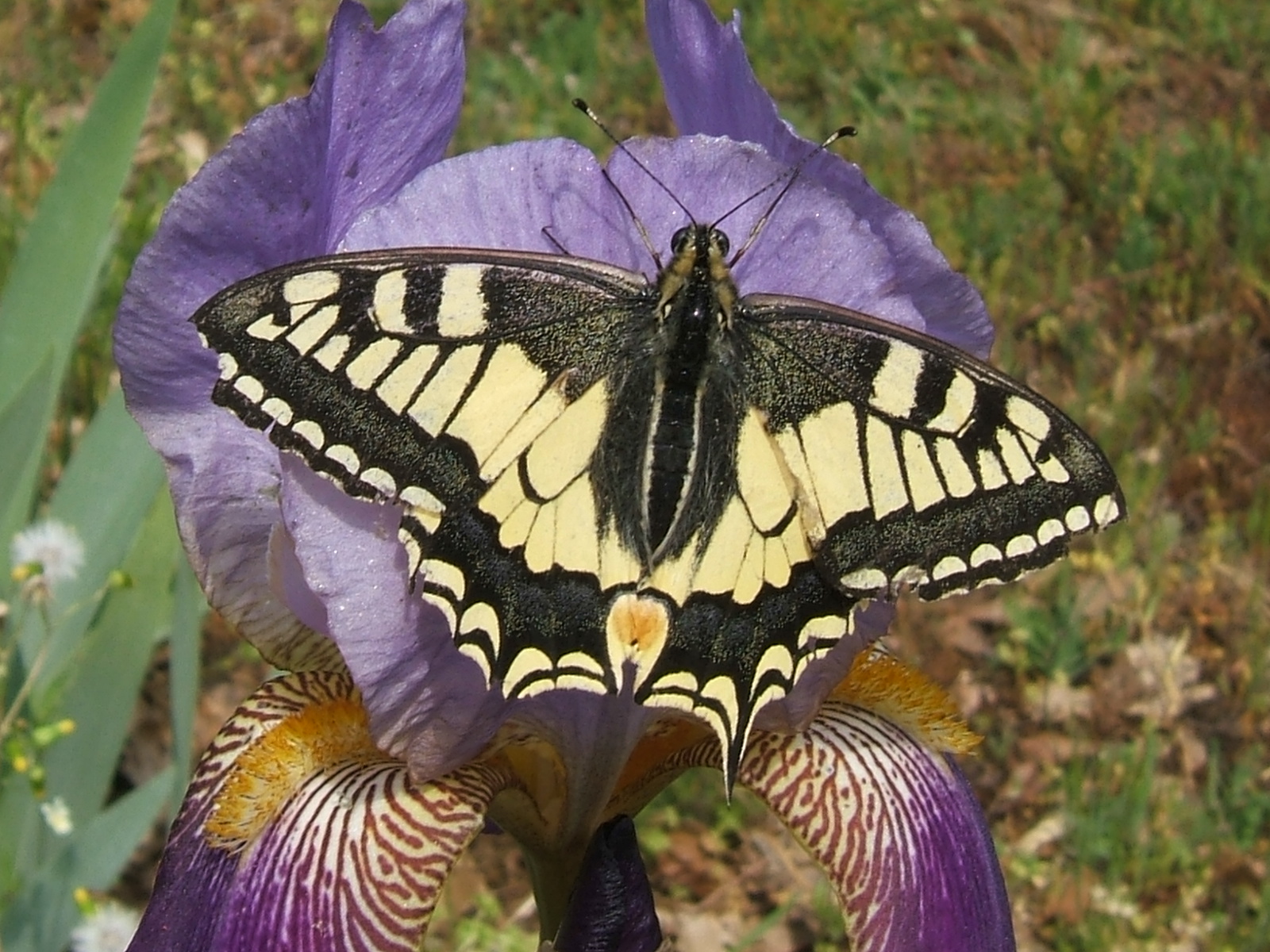 Papilio machaon Blanc Josselyne Savas 07 01052007