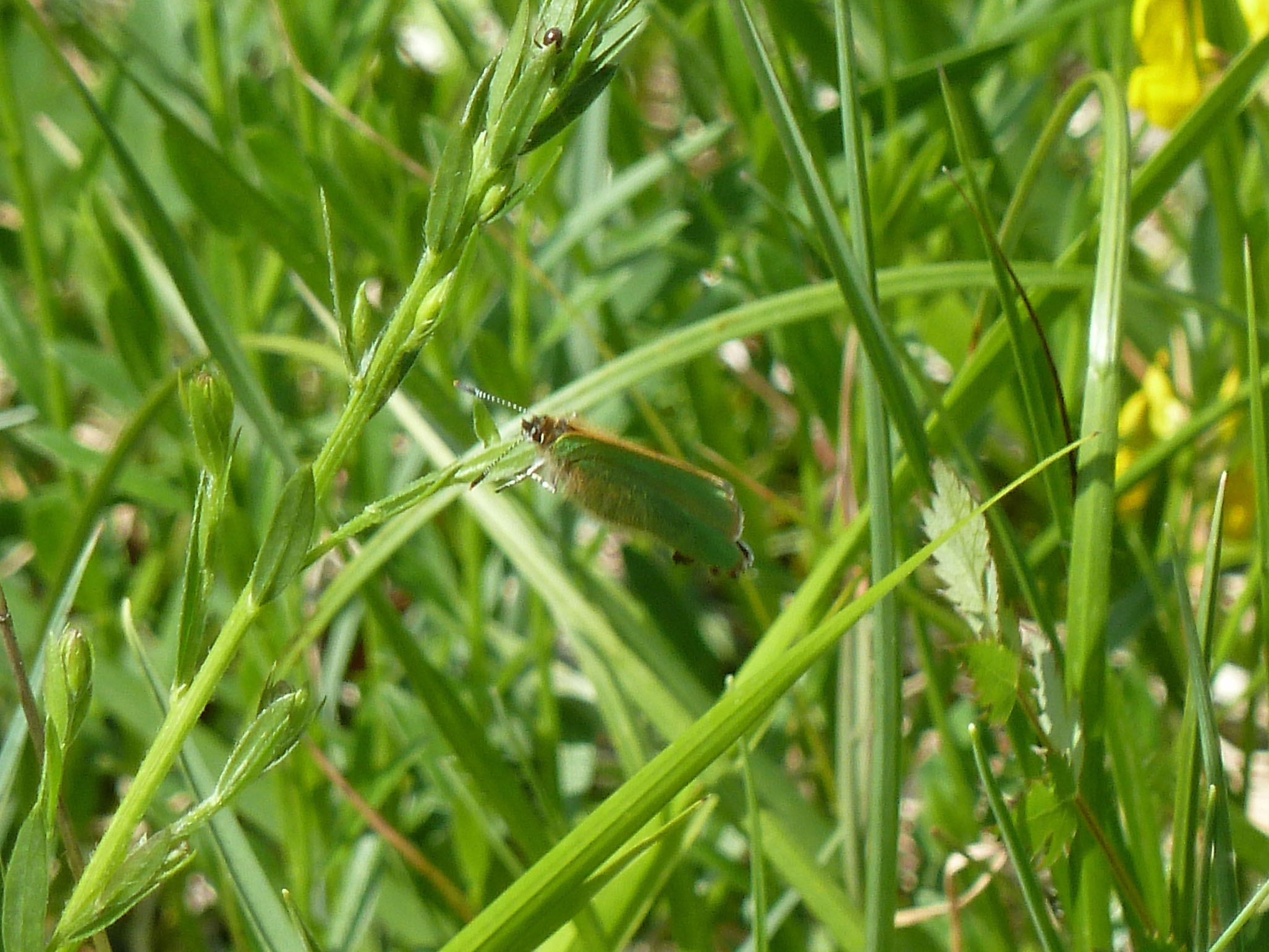 Callophrys rubi claudine despland - Hotonne (01) 13-5-2012