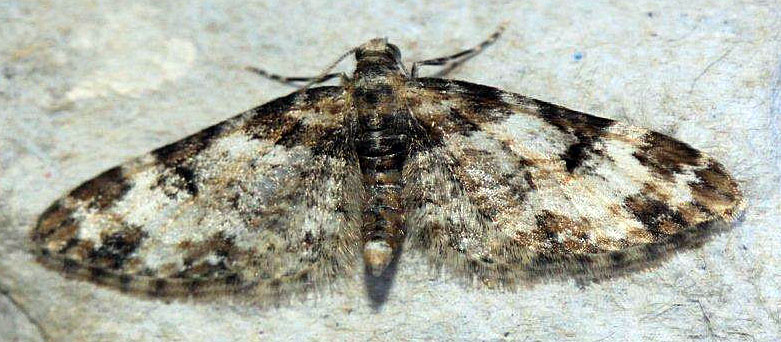 Eupithecia irriguata Marsteau Christine Saint-Laurent-des-Combes 16 28032020