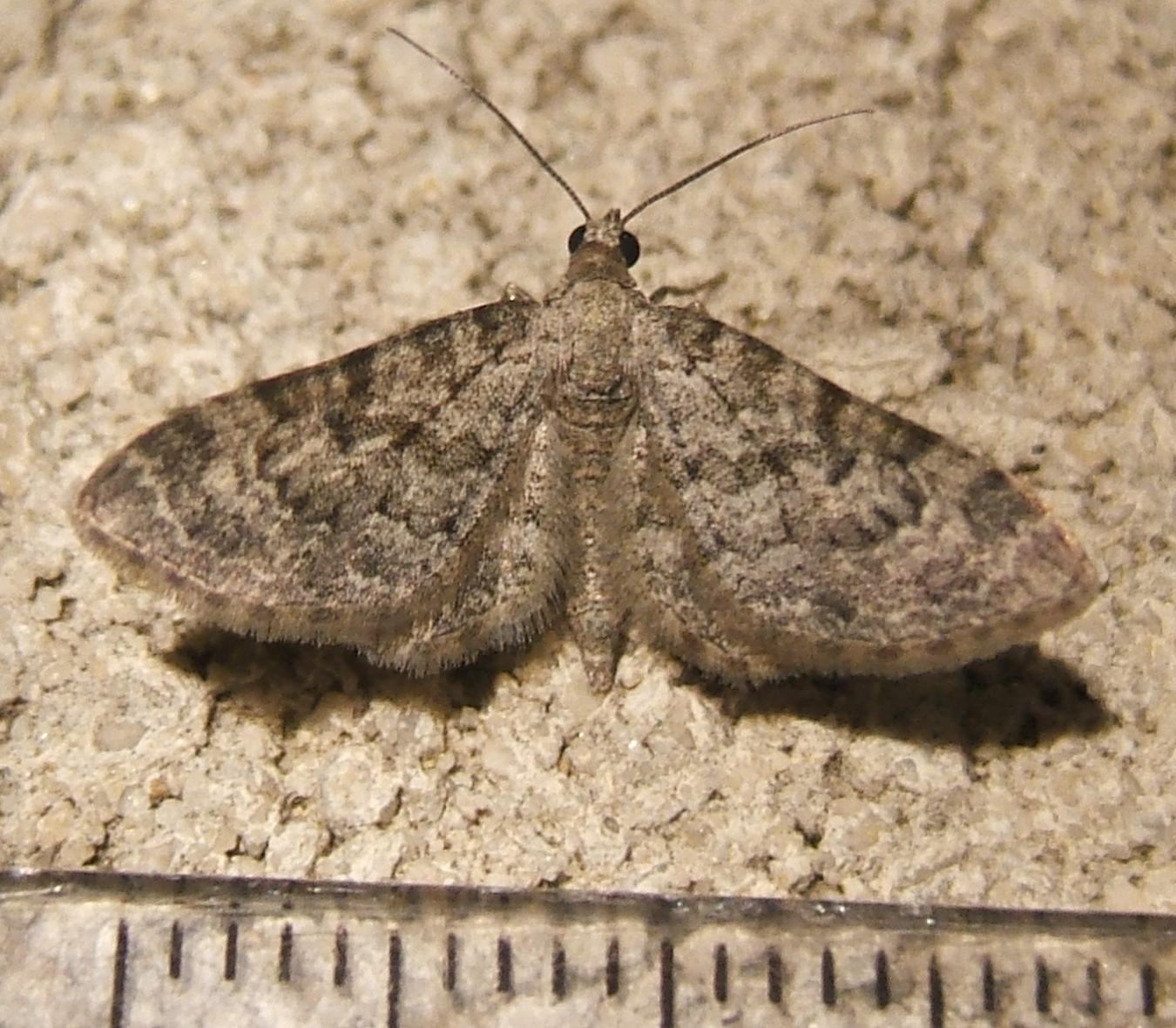 Eupithecia semigraphata Blanc Josselyne Savas 07 2608200