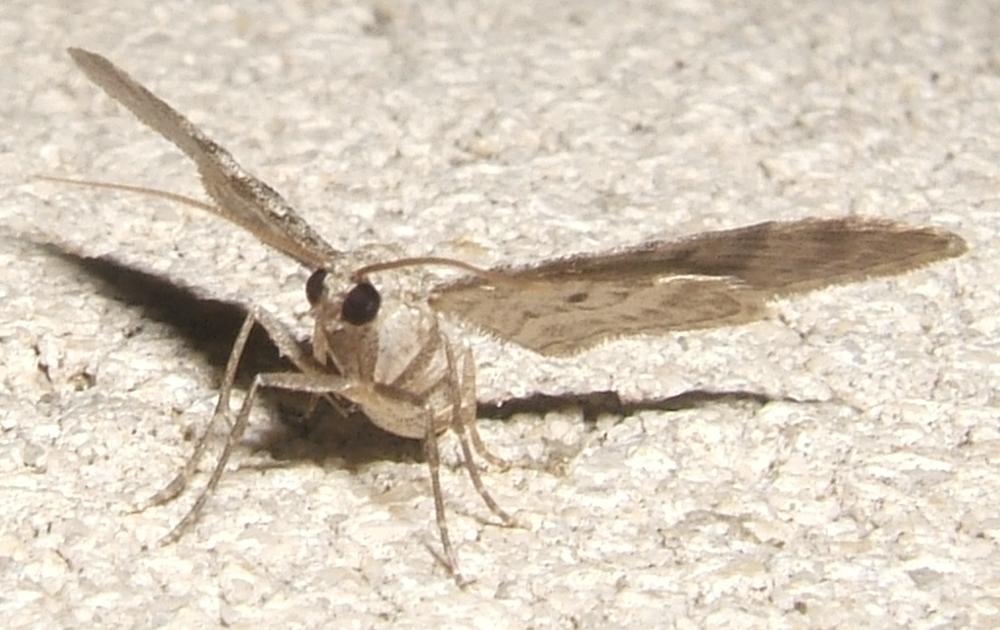 Eupithecia semigraphata Blanc Josselyne Savas 07 2608200