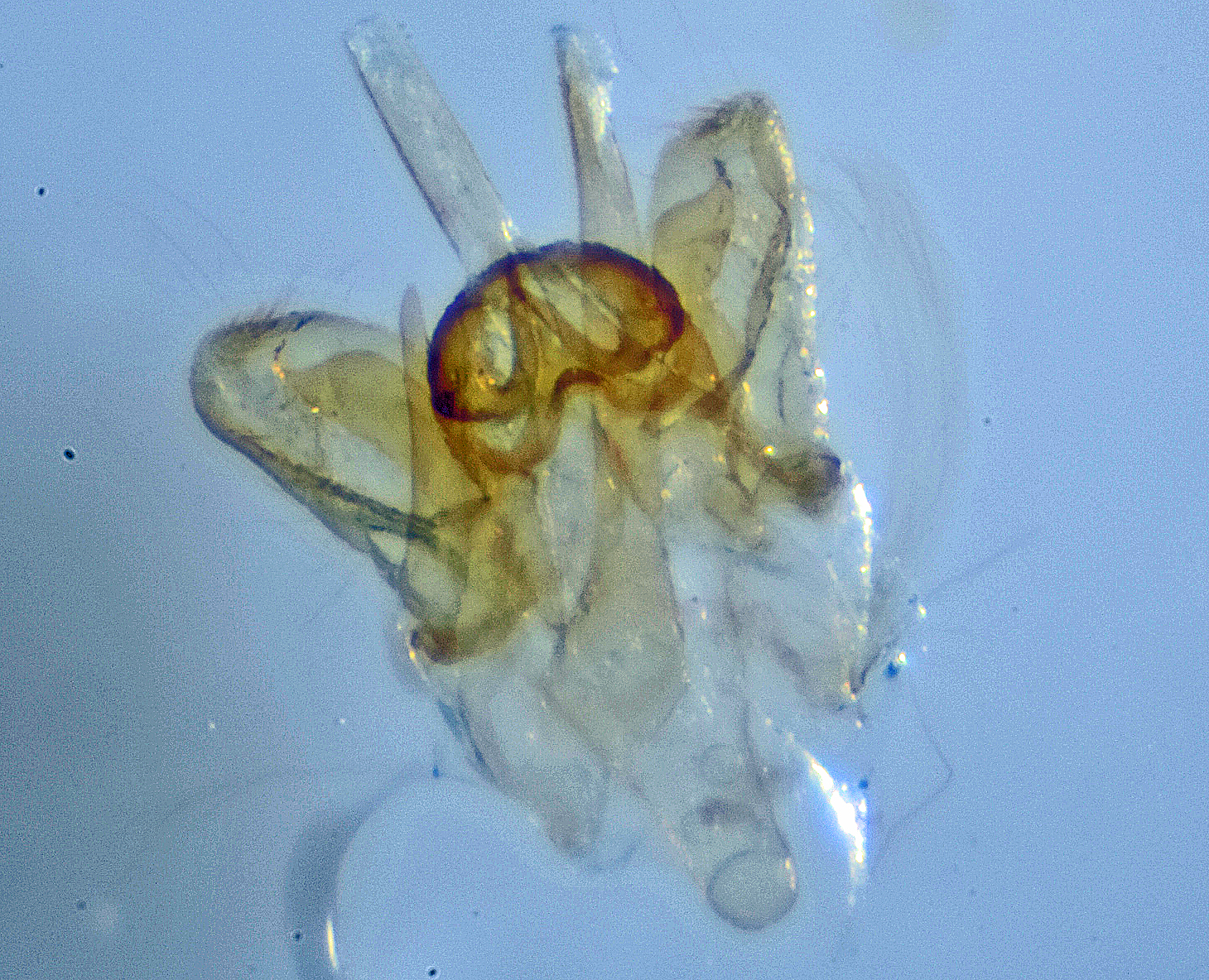 Scythropia crataegella 6-8 mâle AG-284 Miteu Martine Genneton 79 12062021