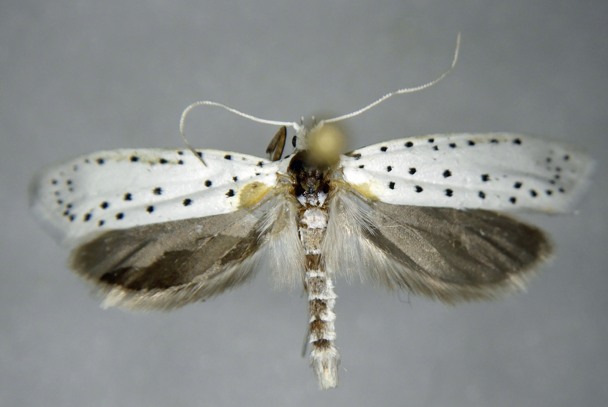 Yponomeuta cagnagella mâle AG-384 Miteu Martine Genneton 79 12072021