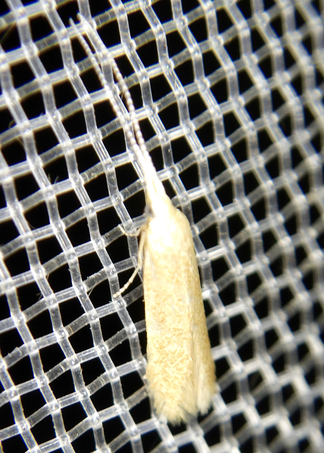 Coleophora sp 1 Guyonnet Antoine Paizay-Naudouin-Embourie 16 15072021