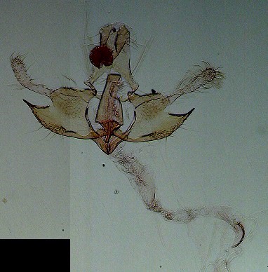 Coleophora acrisella AC-13317 Lemoine Christian Montrozier 12 13072019