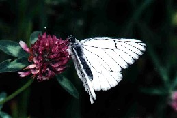 Papillon Aporia crataegi Saint-Agnant 17 Guyonnet Antoine