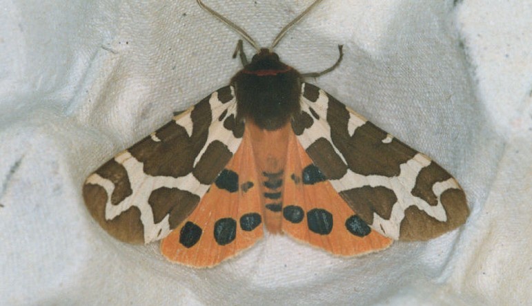 Papillon Arctia caja 79 Guyonnet 20092000