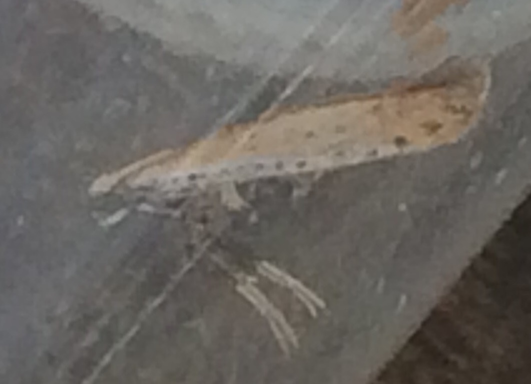 Aspilapteryx tringipennella Francis Julian Chillac 16 22092016