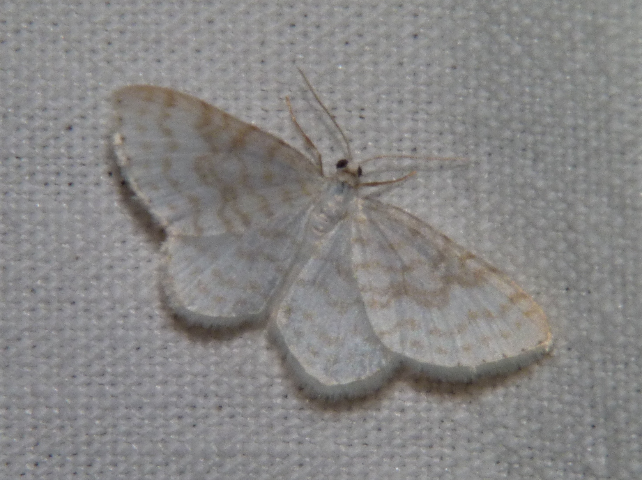 Asthena albulata Rencontres Papillons de Poitou-Charentes Nalliers 86 23042011