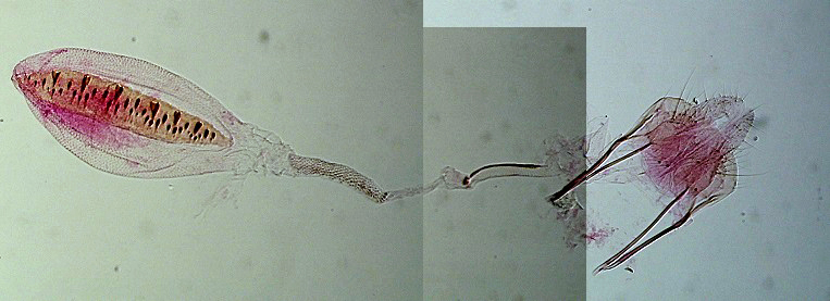 Batrachedra parvulipunctella femelle AC-7541