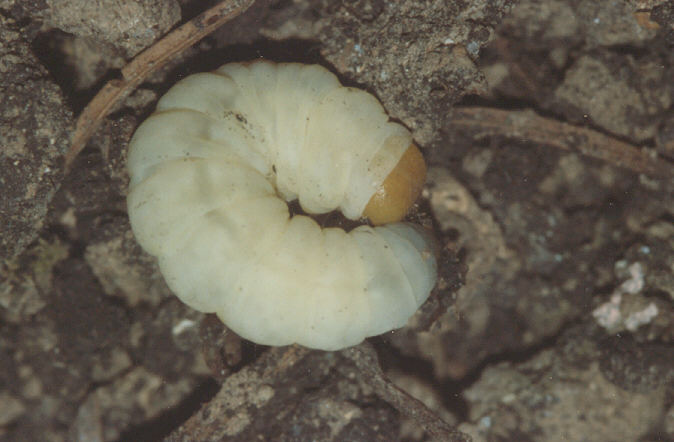 Bembecia chrysidiformis