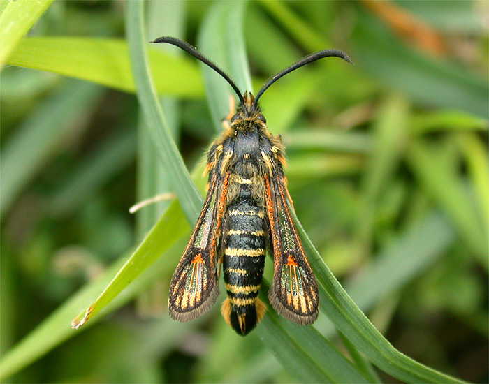 Bembecia ichneumoniformis (Denis & Schiffermüller, 1775) - UK Moths