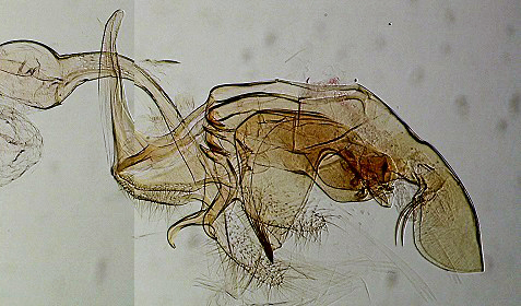 Bryotropha desertella mâle AC-7568