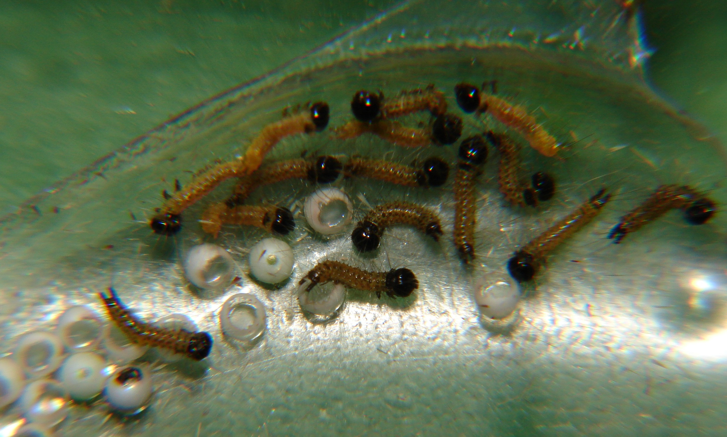 Phalera bucephala Porteneuve Jean-Jacques Brioude 43 04072010
