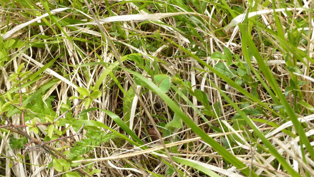 Callophrys rubi Meyer Daniel Pamproux 79 14052010