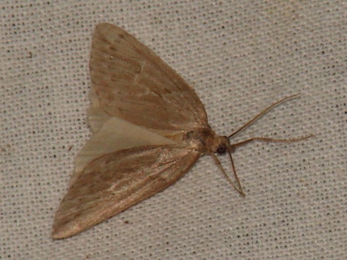 Pachycnemia hippocastanaria Rencontres Papillons de Poitou-Charentes Brenne 36 19062010