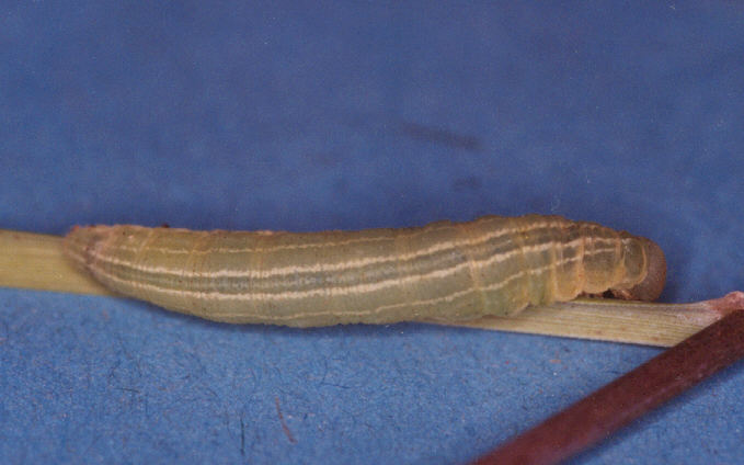 Thymelicus lineola (Ochsenheimer, 1808)