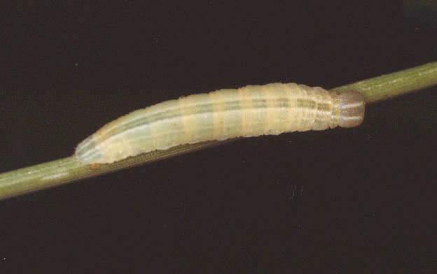 Thymelicus lineola (Ochsenheimer, 1808)