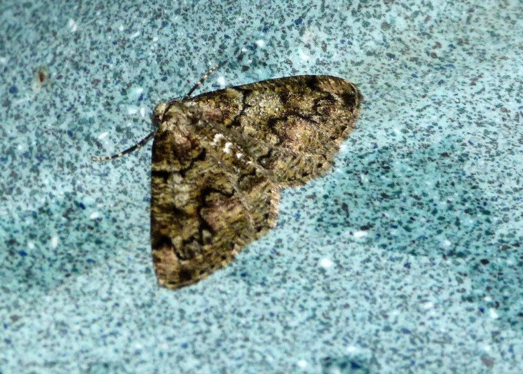 Cleorodes lichenaria Montenot Jean-Pierre Crazannes 17 04072013