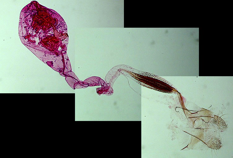 Coleophora albicostella femelle AC-8181