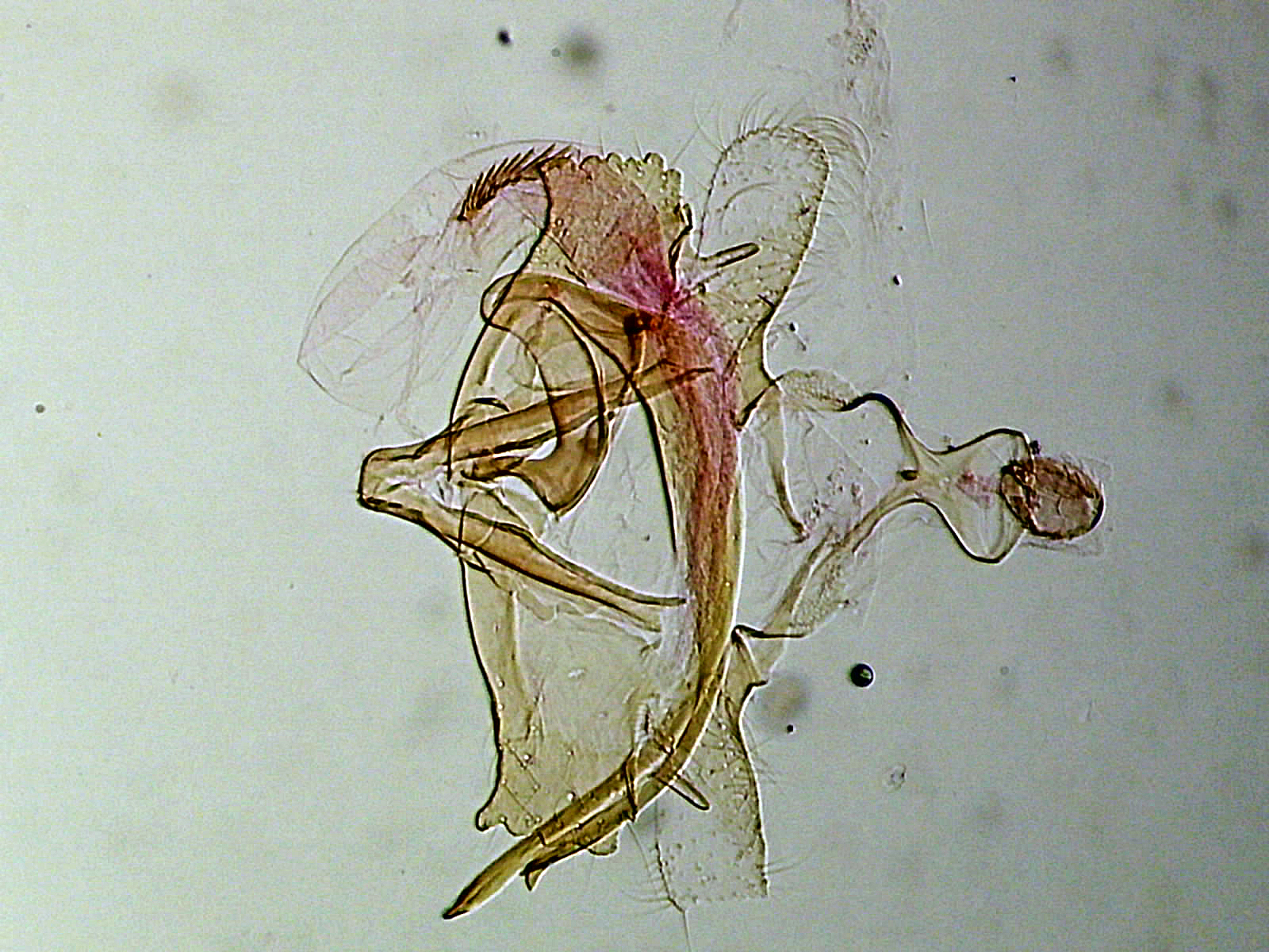 Coleophora lassella mâle AC-7540