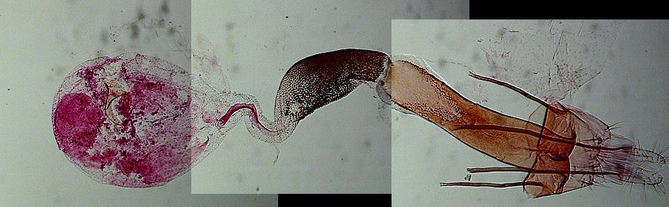 Coleophora lutipennella femelle AC-8185