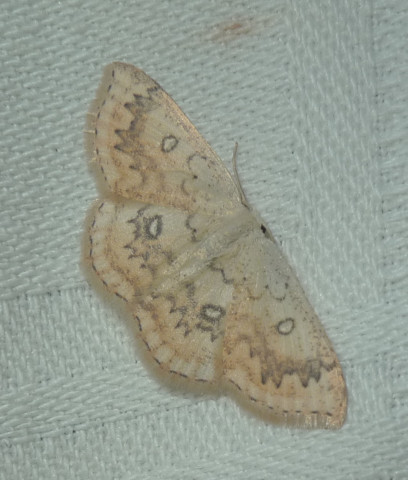 Cyclophora annularia Champion & Terrisse Geay 17 28082016