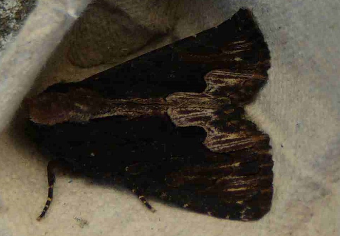 Dypterygia scabriuscula Cohendoz Stéphane Saint-Rogatien 17 18052014