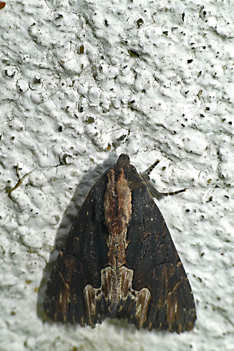 Dypterygia scabriuscula Villatte Raymond Rancon 87 13062009