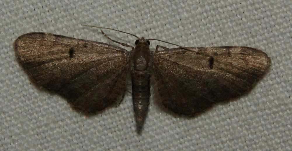 Eupithecia selinata Blanc Josselyne Tupin et Semons 69 02062011