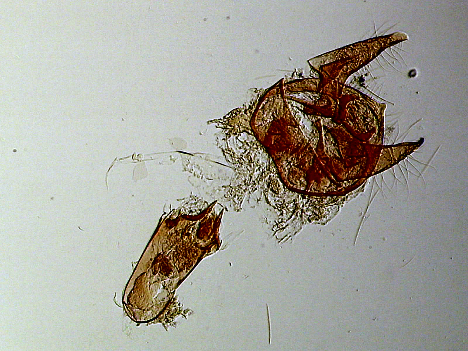Ectoedemia longicaudella mâle AC-8204