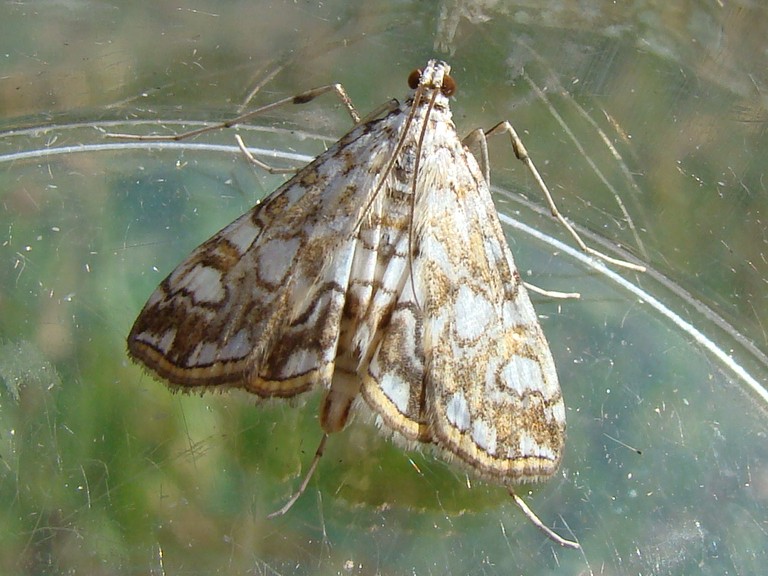 Elophila nymphaeata Seys Brigitte Lusigny-sur-Barse 10 30082011