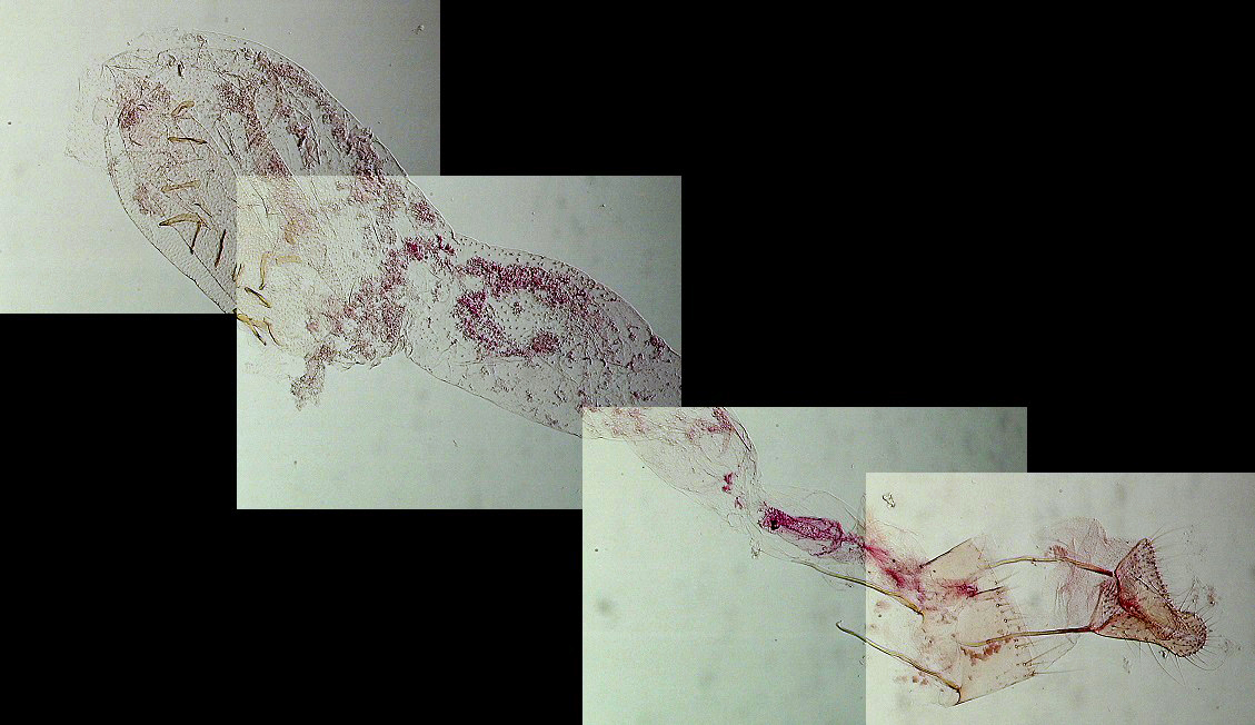Ephestia parasitella femelle AC-8182