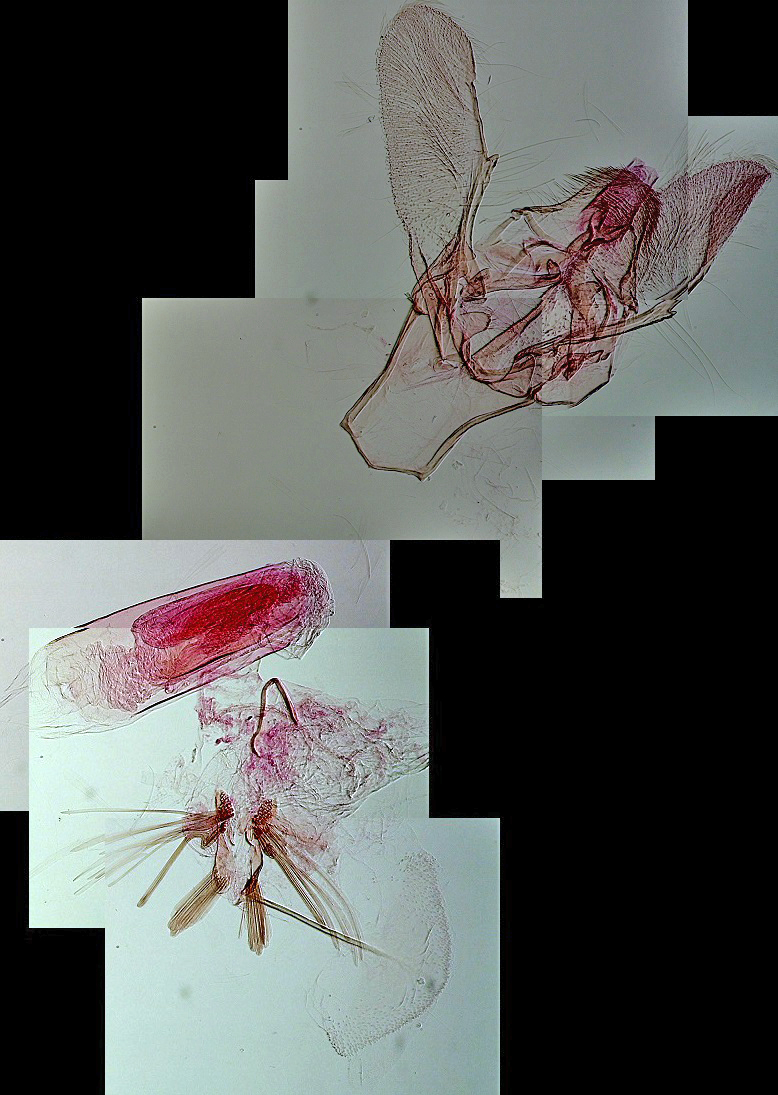 Ephestia parasitella mâle AC8180