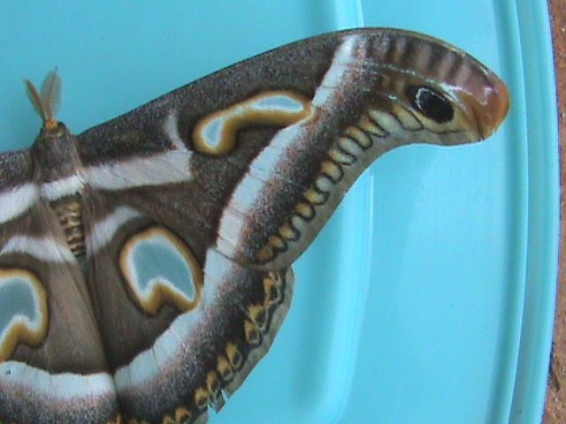 Epiphora fasciata Constanza Michelle Yokadouma Cameroun 05032011